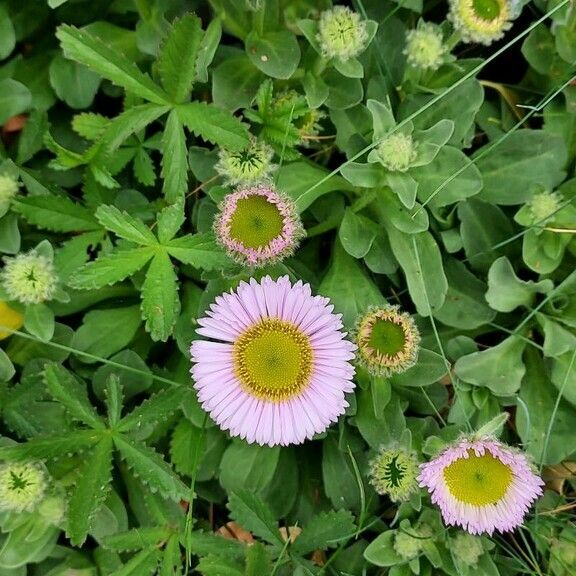 Erigeron glaucus Leaf