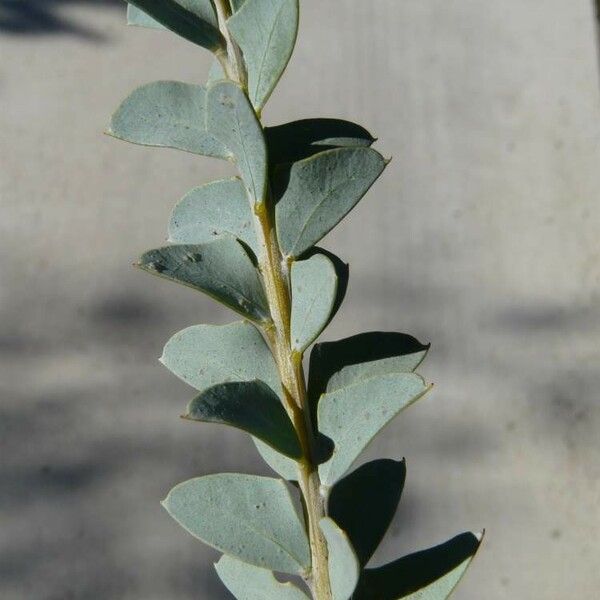 Acacia cultriformis Leaf