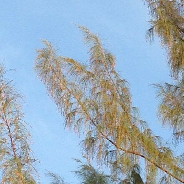 Casuarina equisetifolia Hábito