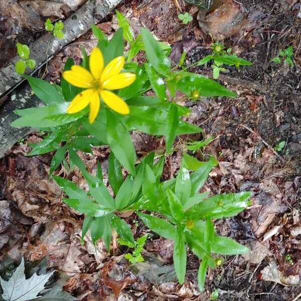 Coreopsis major Květ