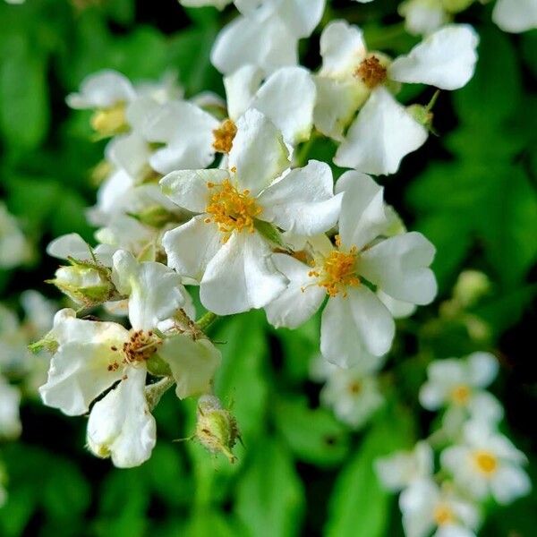 Rosa multiflora പുഷ്പം