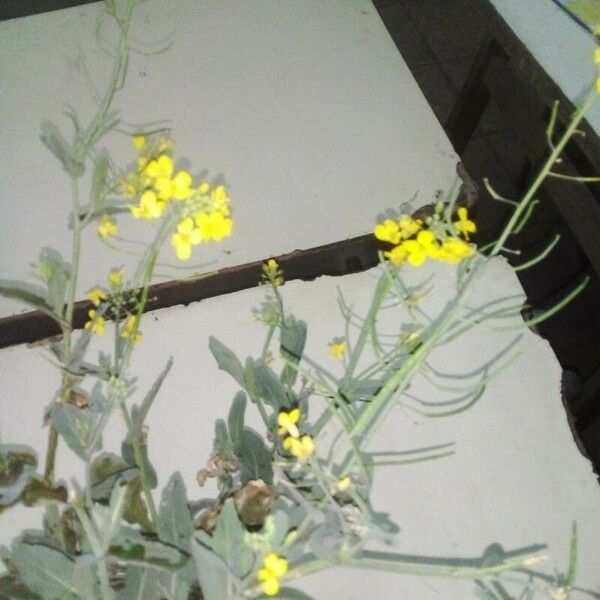 Brassica napus 花