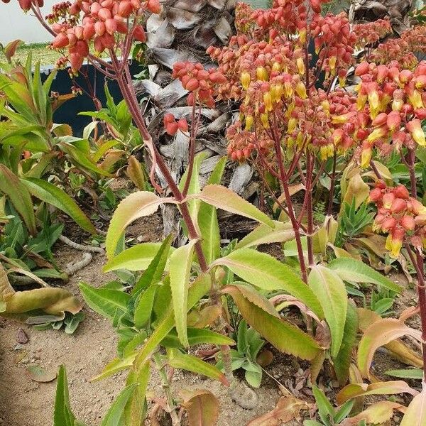 Bryophyllum pinnatum Fleur