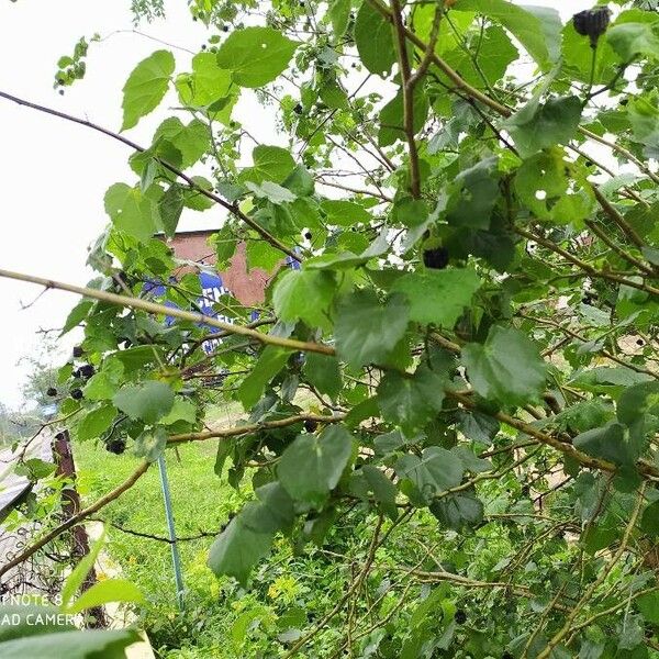 Abutilon indicum अन्य