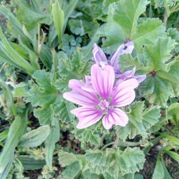 Malva sylvestris Kukka