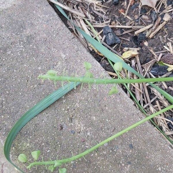 Muscari neglectum Hoja