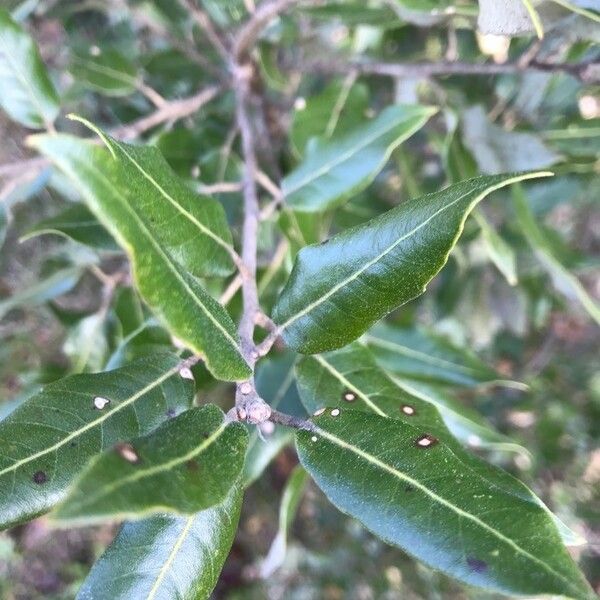 Quercus ilex Leaf