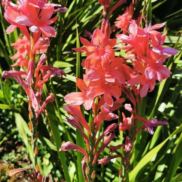 Watsonia borbonica Flor