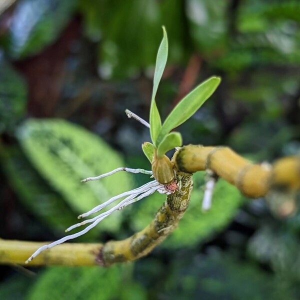 Dendrobium fimbriatum Other