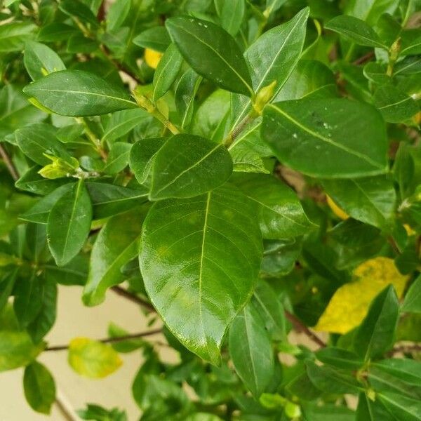 Magnolia virginiana Leaf