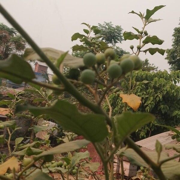 Solanum torvum Fruct