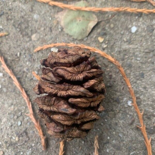 Sequoiadendron giganteum Fruit