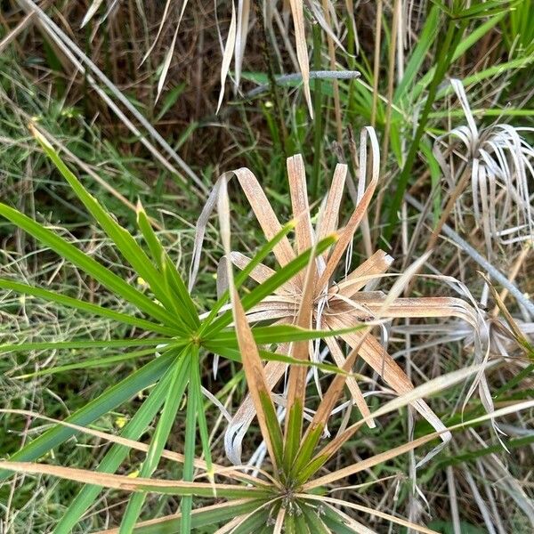 Cyperus alternifolius Lehti