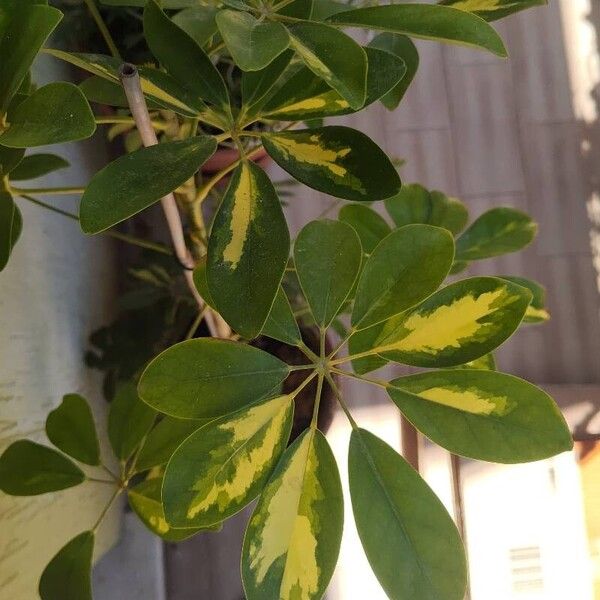 Heptapleurum arboricola Leaf