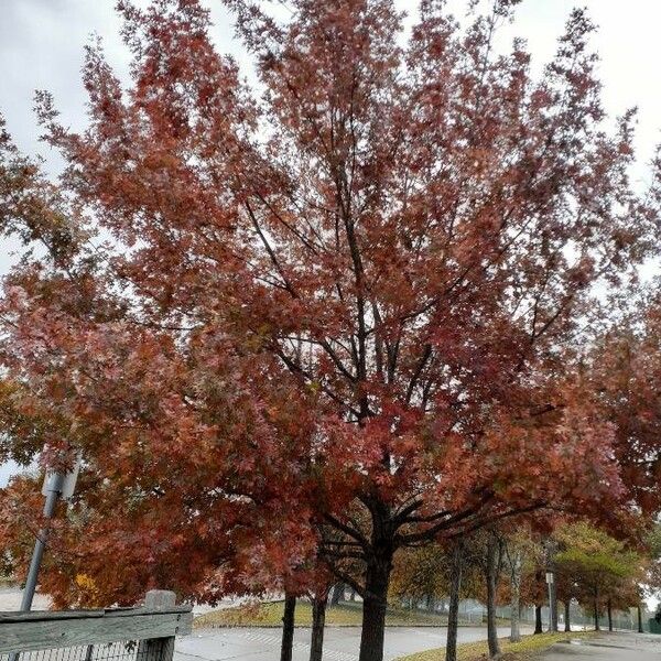 Quercus rubra Blad