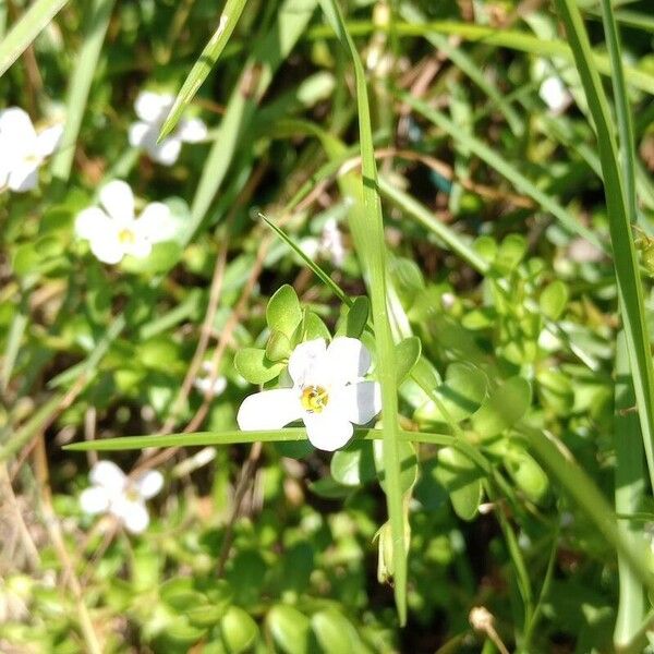 Bacopa monnieri Кветка