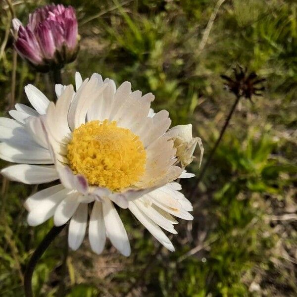 Bellis sylvestris Цвят