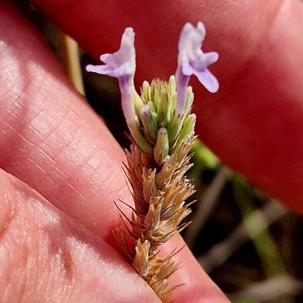 Lavandula dhofarensis Flower