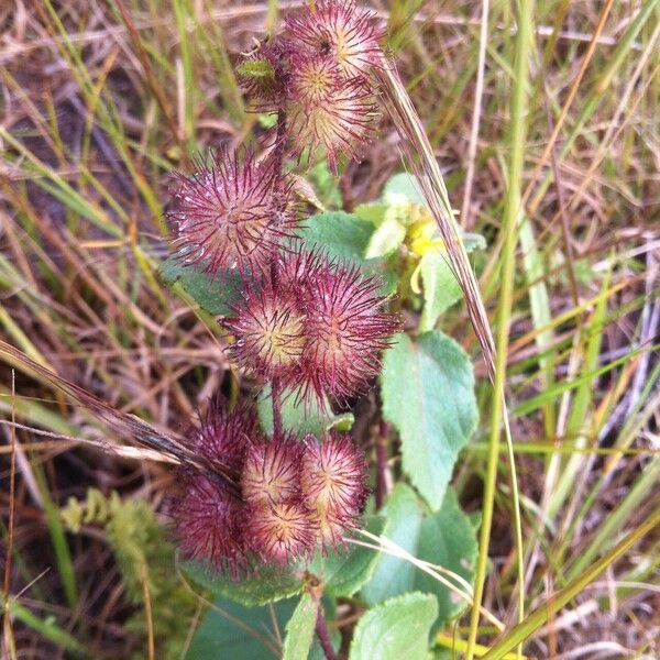 Triumfetta rhomboidea Owoc