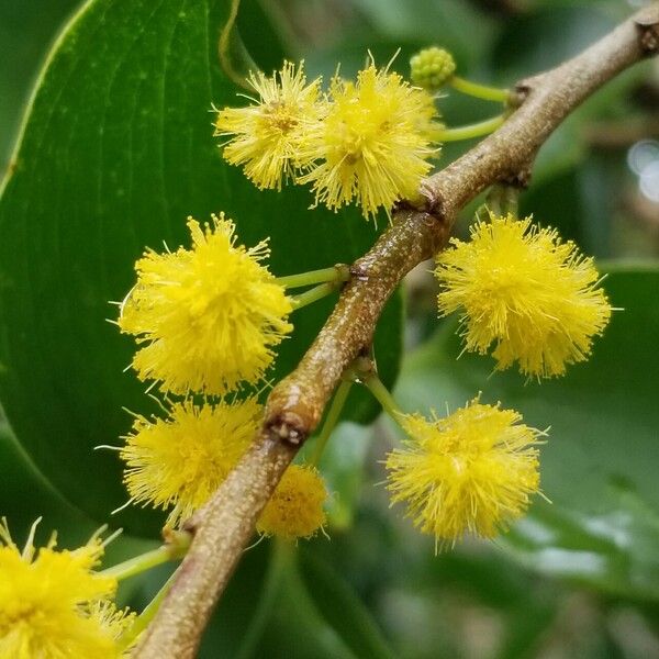 Acacia simplex Blüte