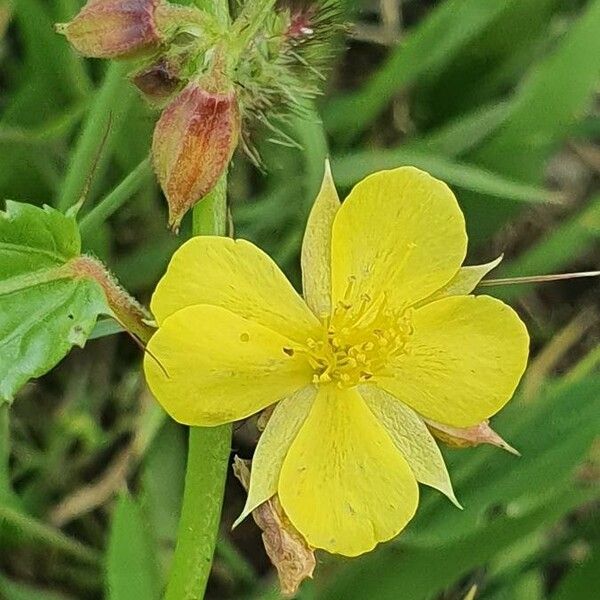 Corchorus trilocularis Flor