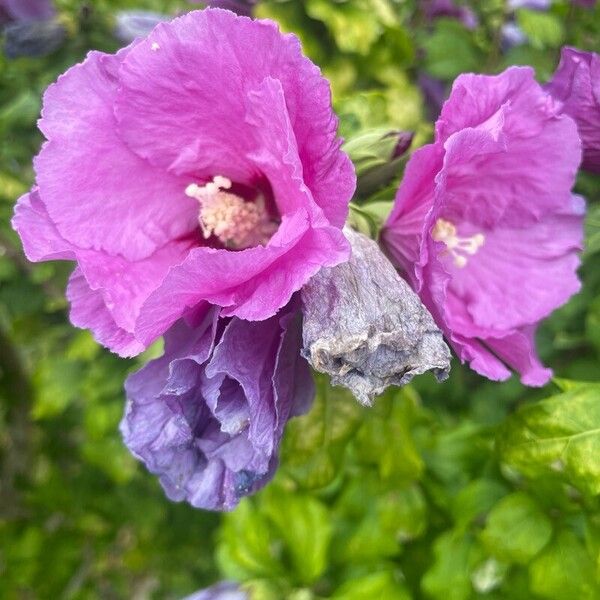 Hibiscus syriacus Flor