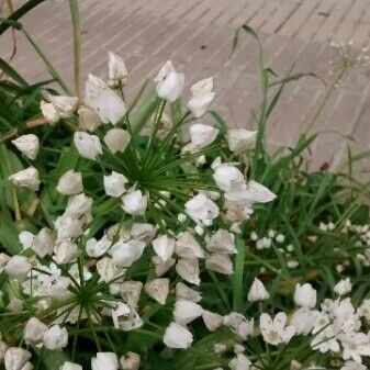 Allium neapolitanum Квітка