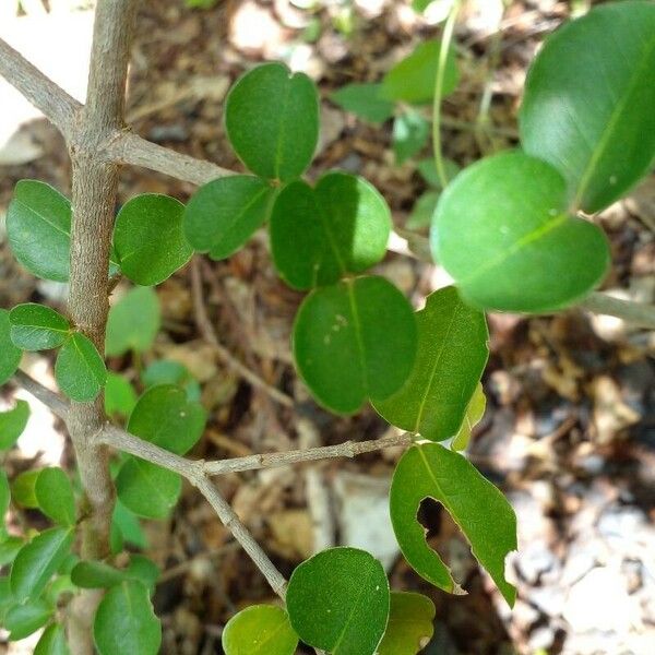 Malpighia emarginata Blad