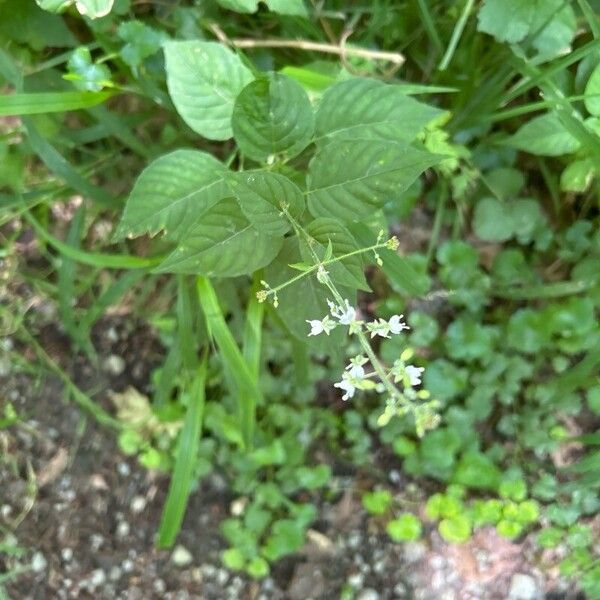 Circaea lutetiana Leaf