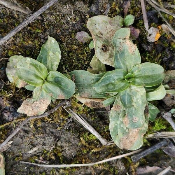 Plantago media Fulla