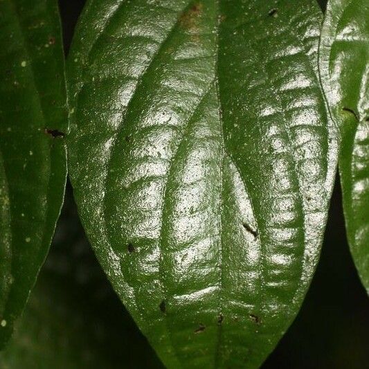 Piper hispidum Leaf