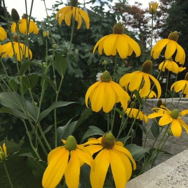 Rudbeckia nitida Kvet