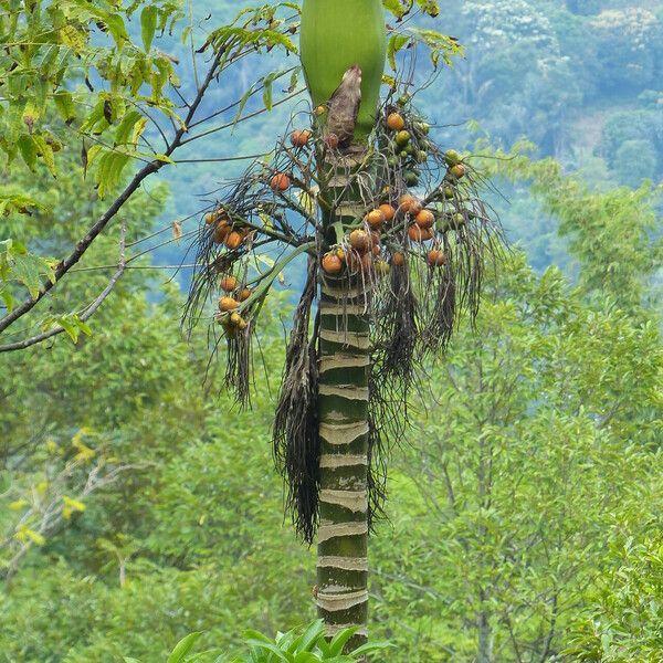 Areca catechu Плод