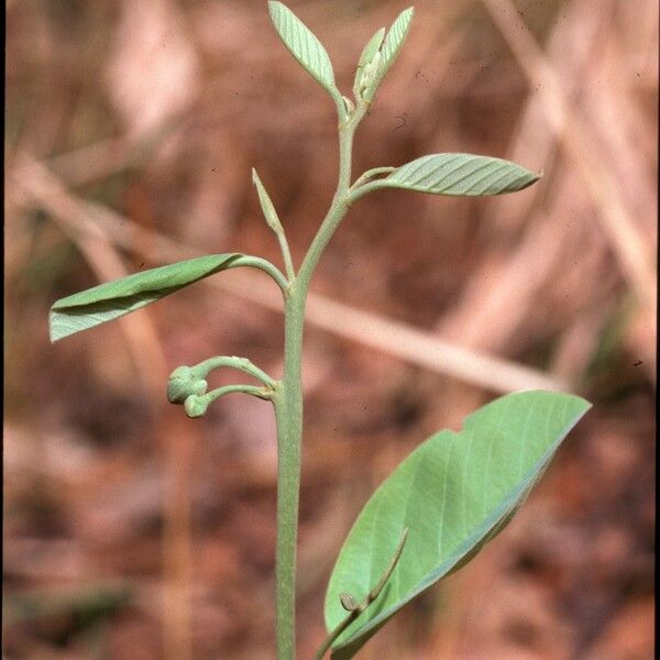 Annona senegalensis Fleur