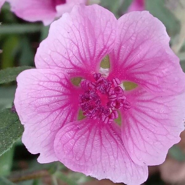 Althaea cannabina 花