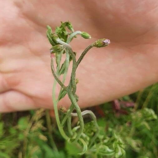 Epilobium stereophyllum Blomst