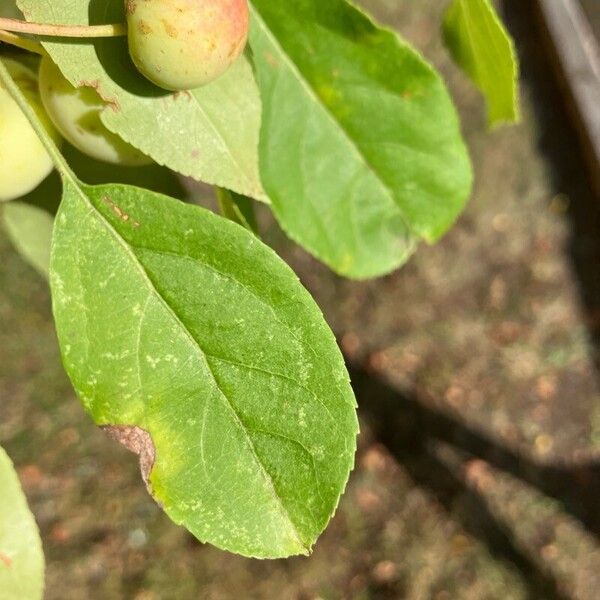 Malus baccata Leaf