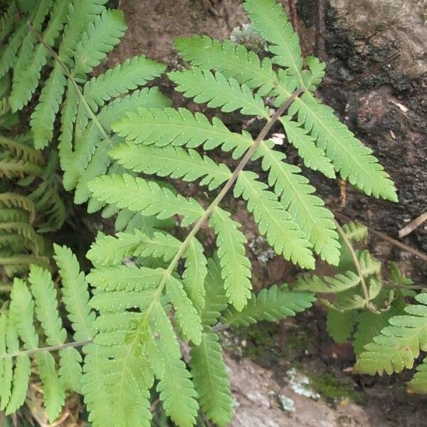 Arthropteris orientalis Blad