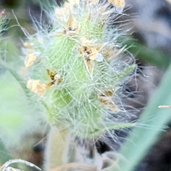 Plantago bellardii Floare