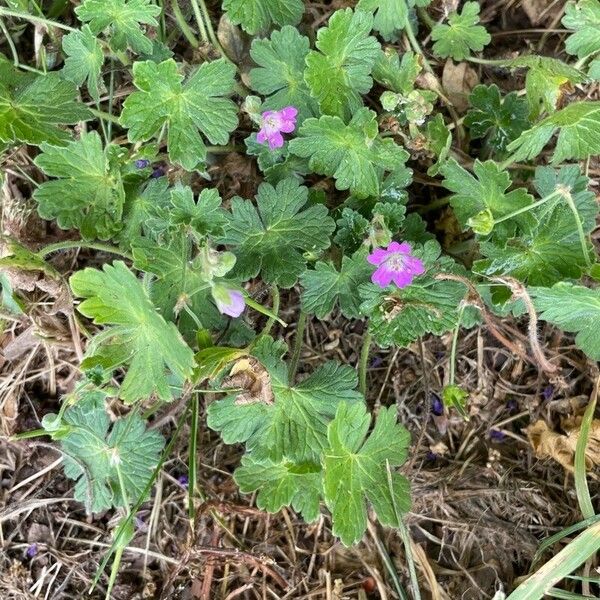 Geranium pyrenaicum Habit