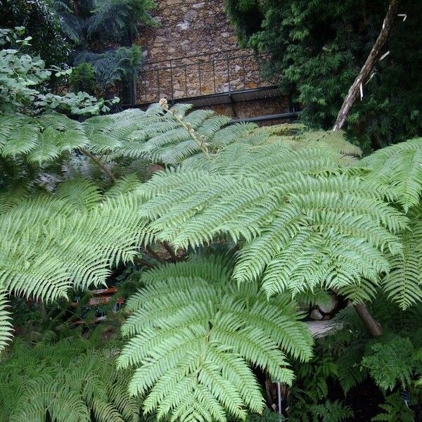 Pteris tremula Altro