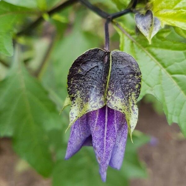 Nicandra physalodes Lorea