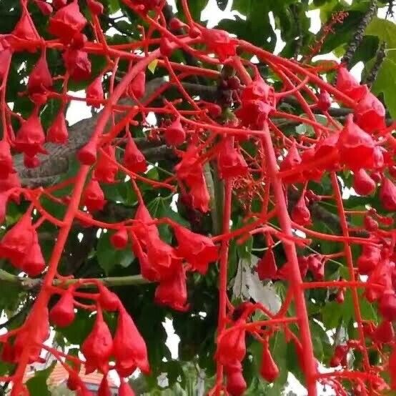 Brachychiton acerifolius Flor