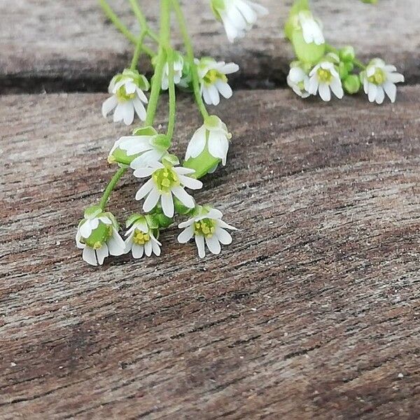 Draba verna Цвят