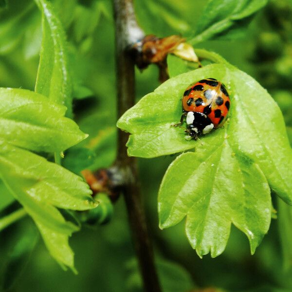 Crataegus rhipidophylla Foglia