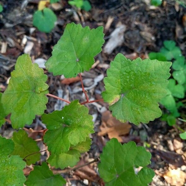 Vitis rotundifolia Liść