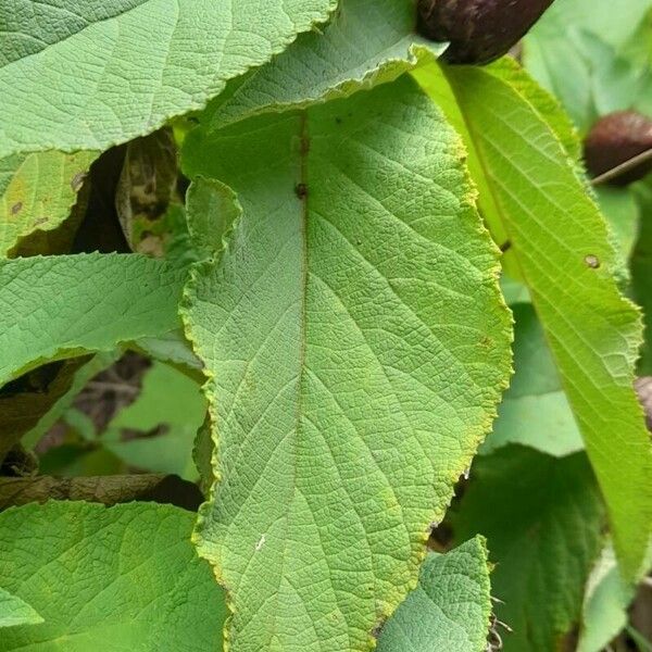 Cnicothamnus lorentzii Leaf