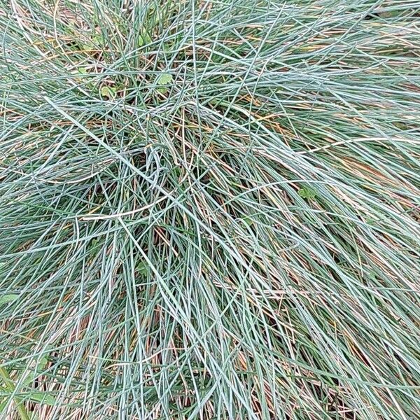 Festuca glauca List