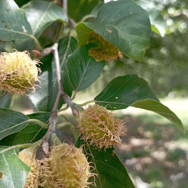 Fagus sylvatica Fruto