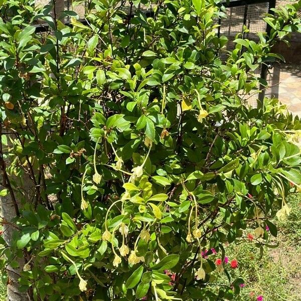 Brunfelsia americana Blad